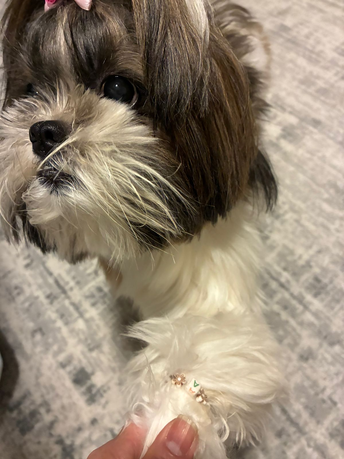 Aurora, a cachorrinha, usando uma pulseira personalizada com a letra A